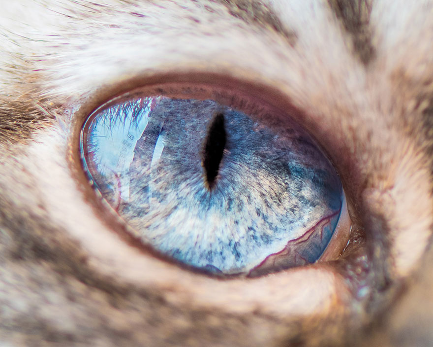 15 Macro Shots Of Cat Eyes From My Recent Cat-O-Shoot