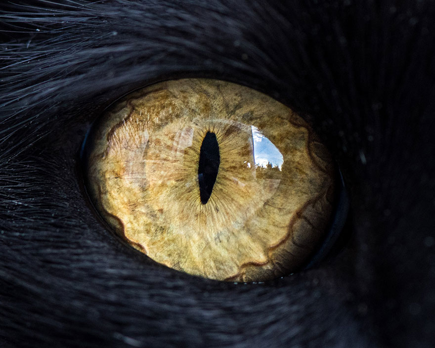 15 Macro Shots Of Cat Eyes From My Recent Cat-O-Shoot