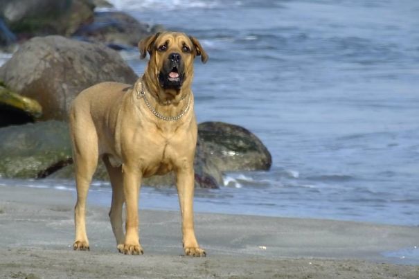 Big brown dog on a beach 