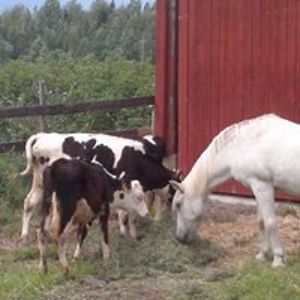 jonna_suomisalo avatar