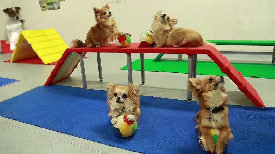 Amazing Chihuahua Tricks