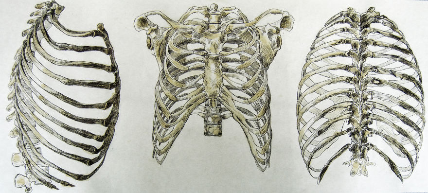 I Draw Anatomical Illustrations With Tea On Papyrus