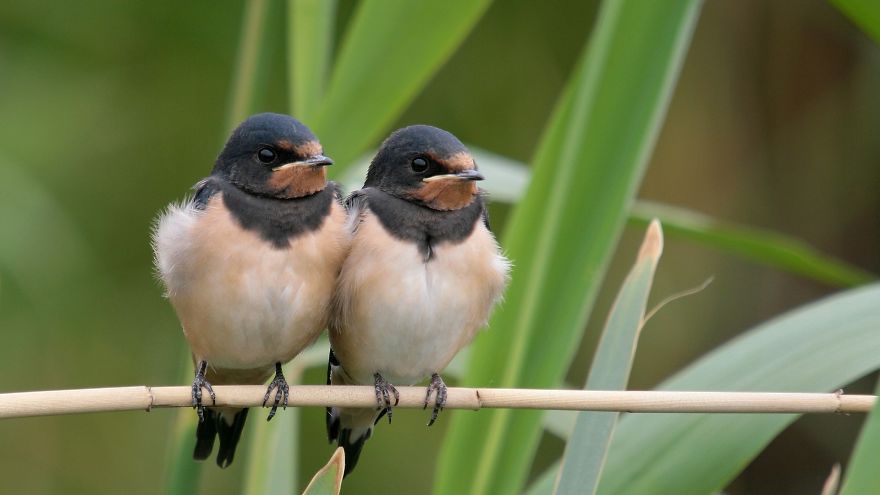 Two Juvenile Barn Swallows Waiting For Their Parents With Food ©rob Belterman