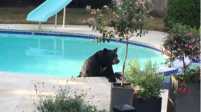 Big Bear Chooses To Relax And Freshen Up In A Family Garden Pool