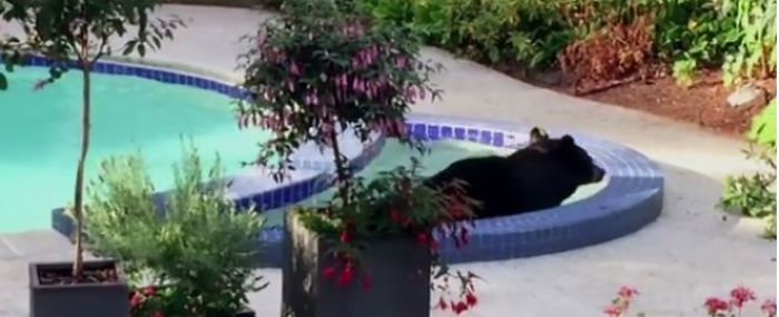 Big Bear Chooses To Relax And Freshen Up In A Family Garden Pool