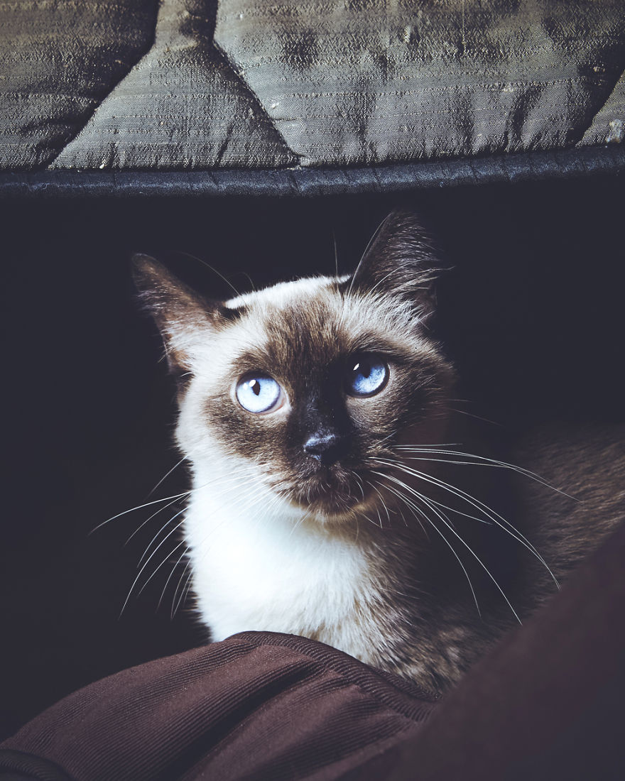 I Take Portraits Of Cats With Proper Manners