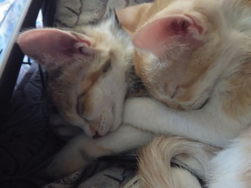 Chu-chay, Adorable Kitten Sisters We Adopted Chu-chay, Adorable Kitten Sisters We Adopted