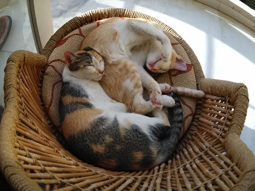 Chu-chay, Adorable Kitten Sisters We Adopted Chu-chay, Adorable Kitten Sisters We Adopted