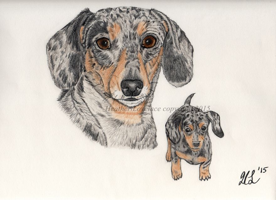 I Draw Custom Pet Portraits In Pencil
