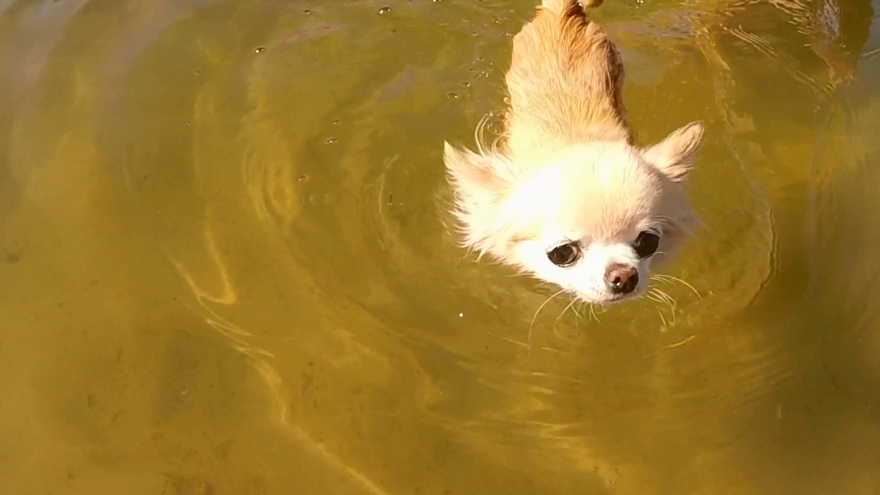 Cutest Puppy Sized Chihuahua Swimming