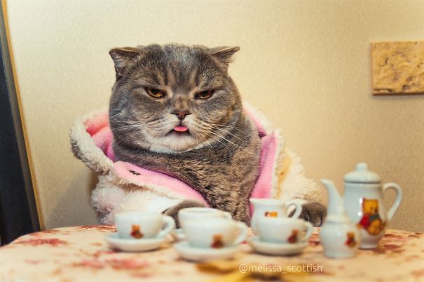 Ridiculously Cute Pics Of The 'Einstein' Cat Who Got Really Grumpy
