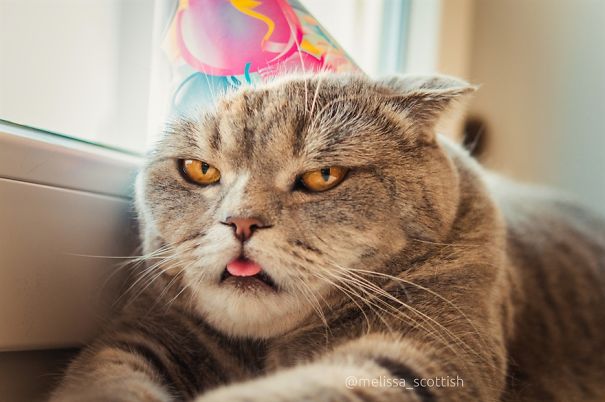 Ridiculously Cute Pics Of The 'Einstein' Cat Who Got Really Grumpy