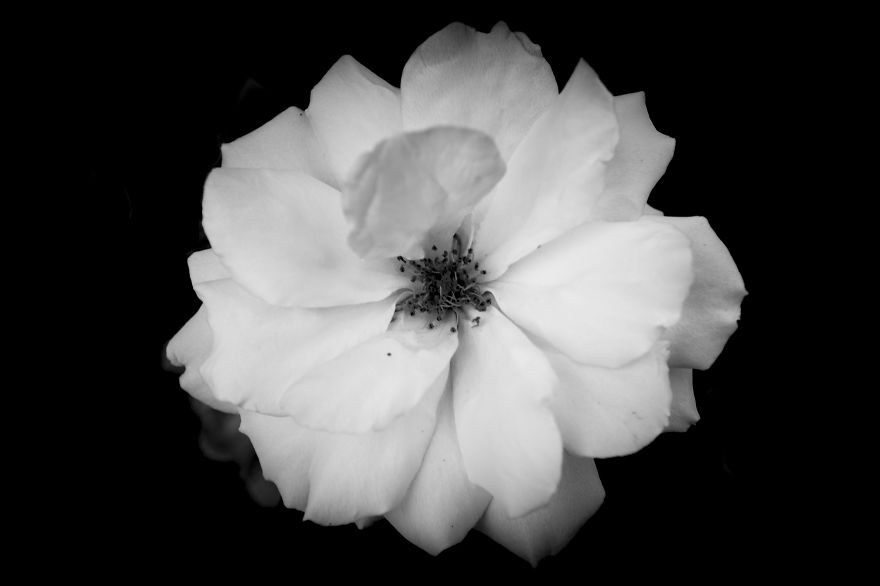 I Take Black & White Photos Of Garden Flowers To Show The Beautiful Symmetry Of Nature