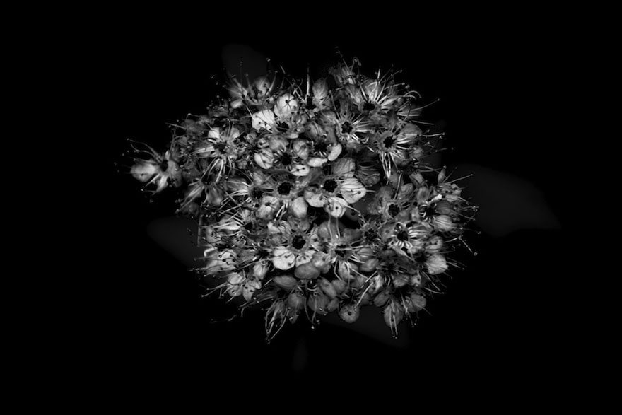 I Take Black & White Photos Of Garden Flowers To Show The Beautiful Symmetry Of Nature