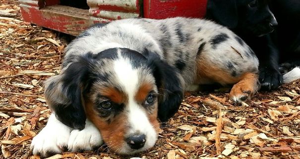 Small mixed colored puppy laying on ground 