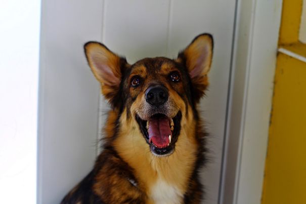Vihar Is Most Likely German Shepherd + Rough Collie + Sth. Rescued From The Streets Of Sofia.