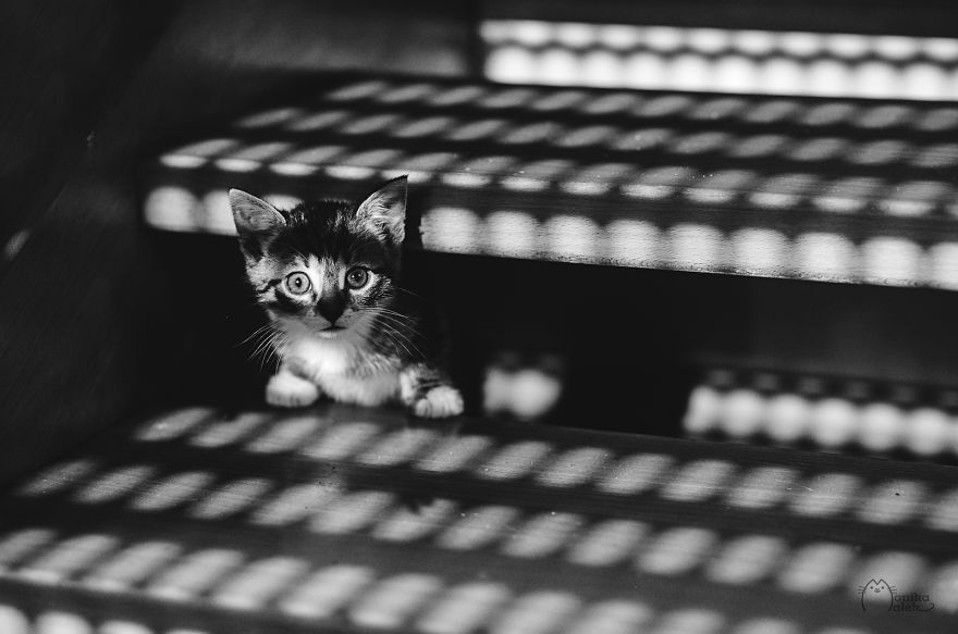 My Black-And-White Catography Reveals Their Hypnotizing Beauty