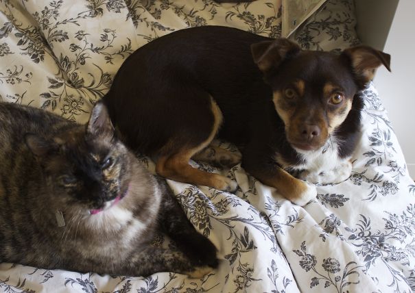 Jack Russell Terrier + Choko Chihuahua