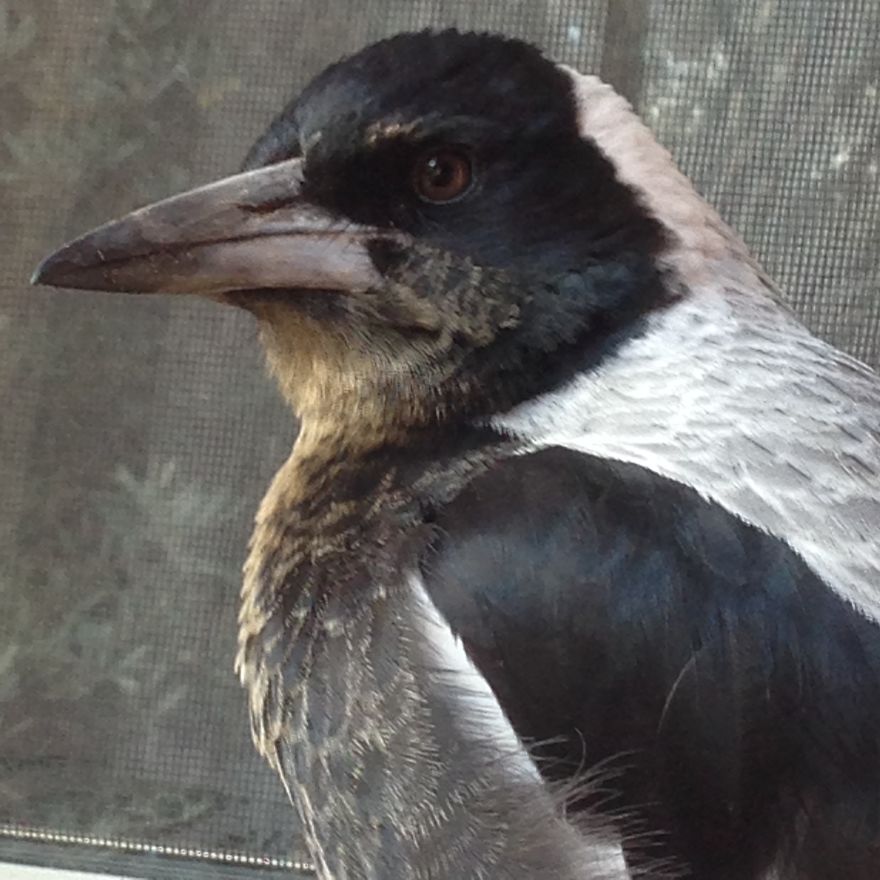 How A Magpie Saved Our Cat's Life And Brought Joy To Our Home