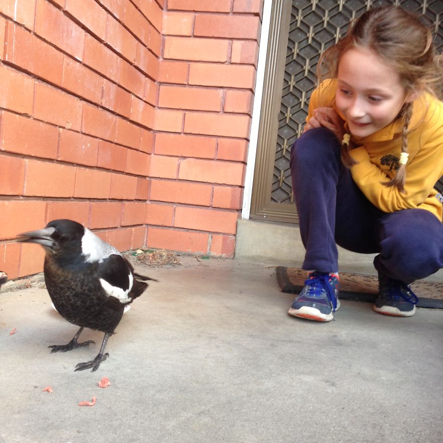 How A Magpie Saved Our Cat's Life And Brought Joy To Our Home