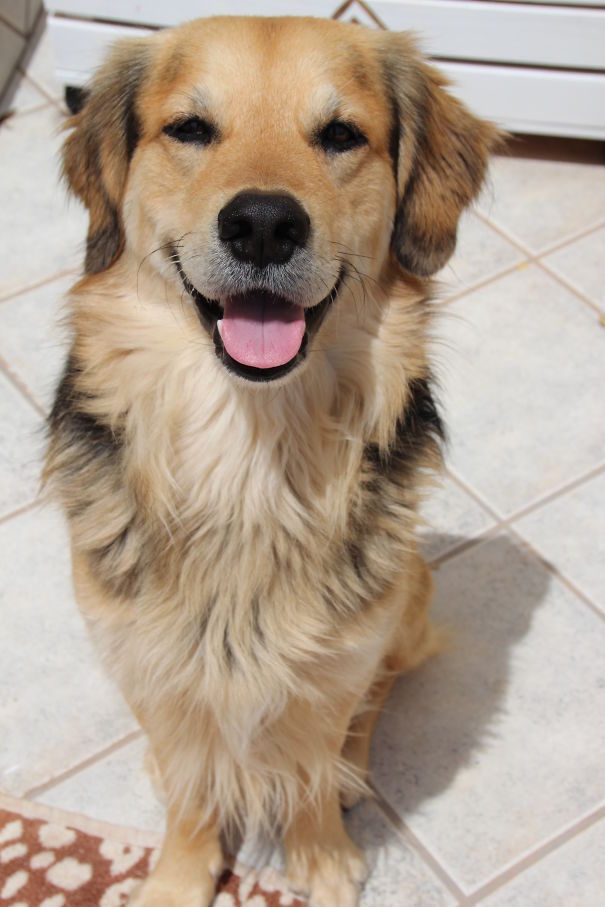 Dave - Mix Of Golden Retriver, German Shepard And Collie