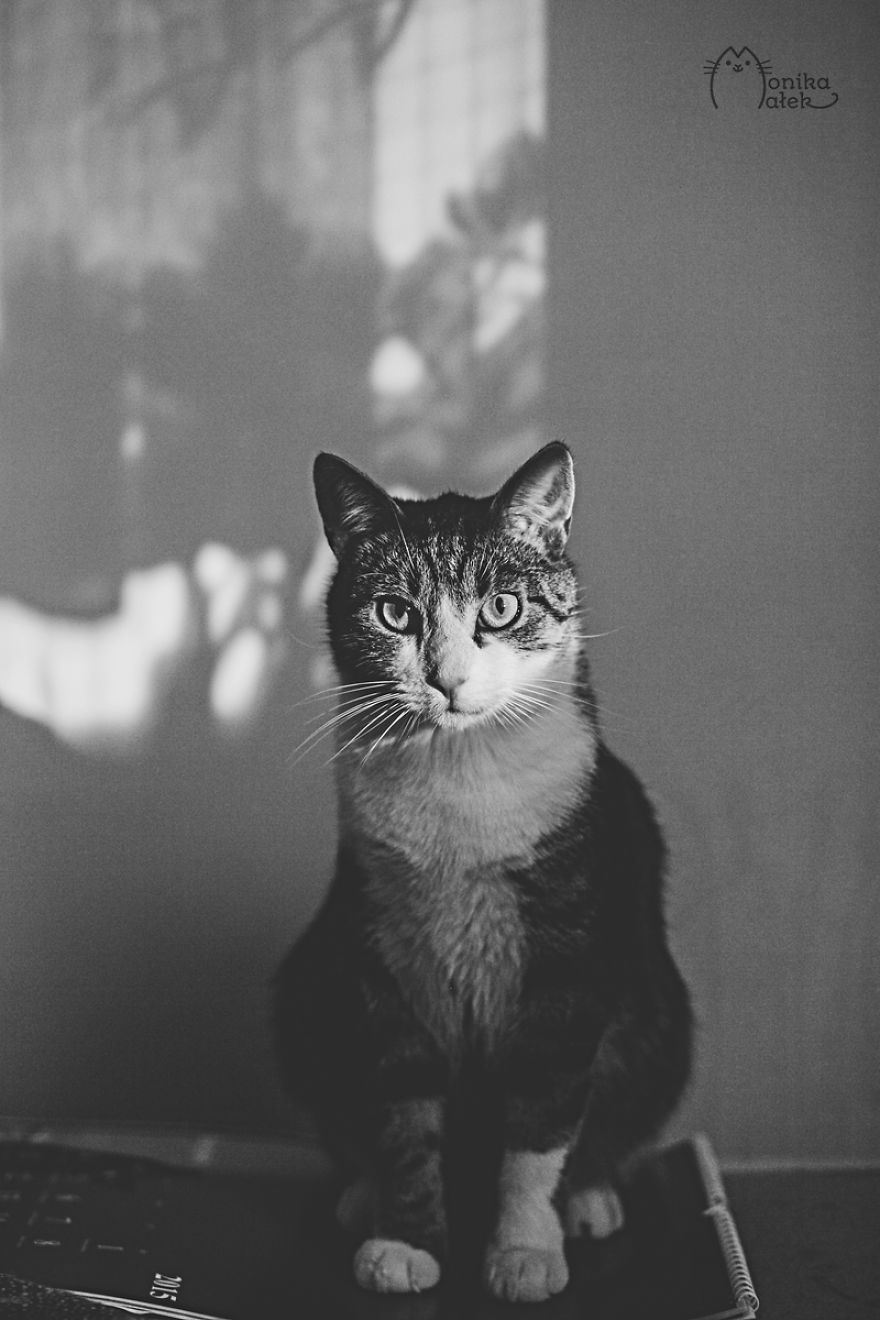 My Black-And-White Catography Reveals Their Hypnotizing Beauty