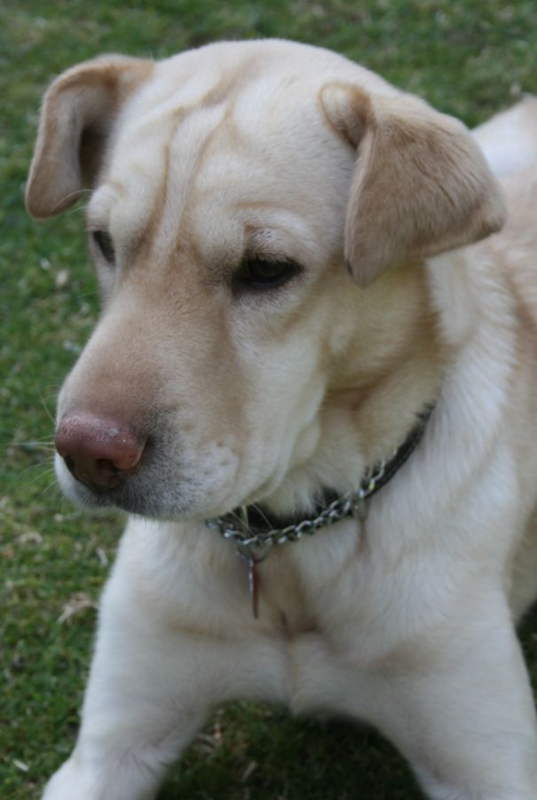 Zury, My Beautiful 5 Year Old, Labrador / Shar-pei