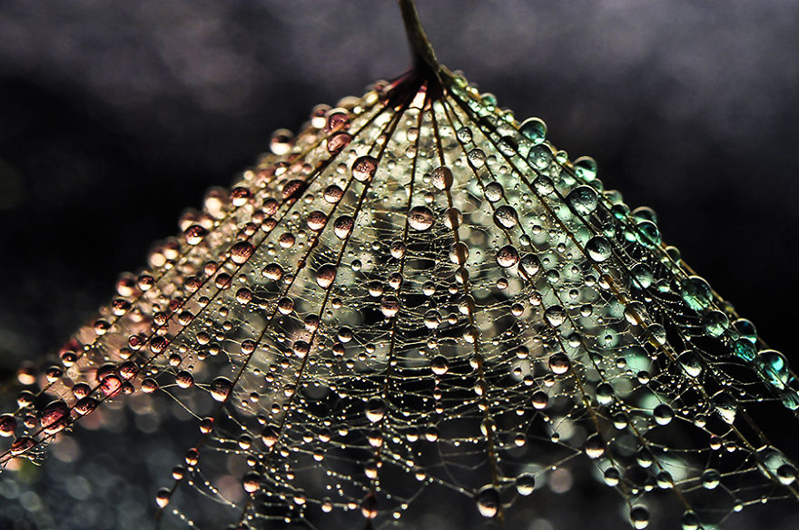 Mesmerising Beauty Of Droplets Captured Through My Macro Lens