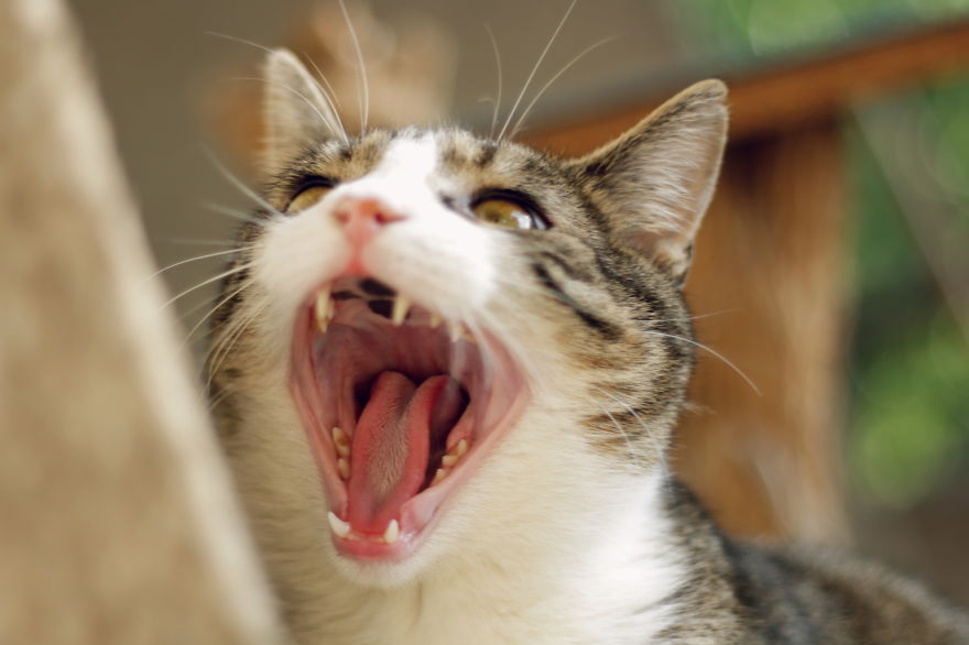 My cats yawning7 880