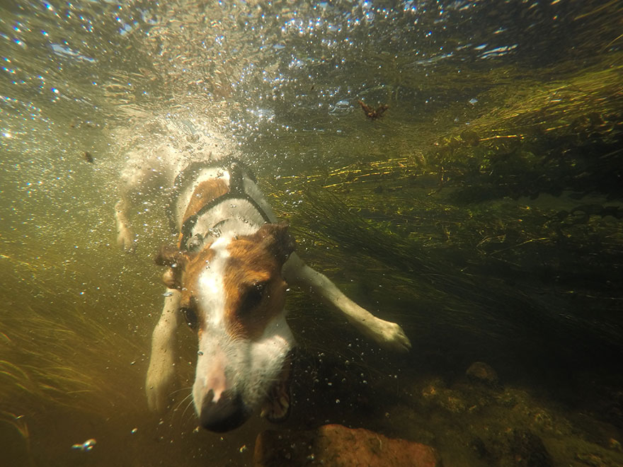 My Dog Maja Loves To Pull Things From The River Bottom