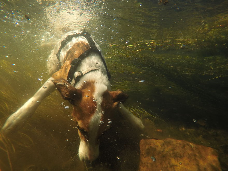 My Dog Maja Loves To Pull Things From The River Bottom