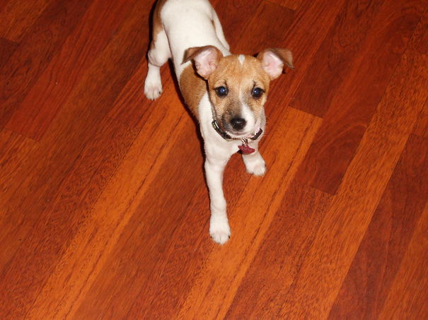 Ivy (chihuahua + Jack Russell)