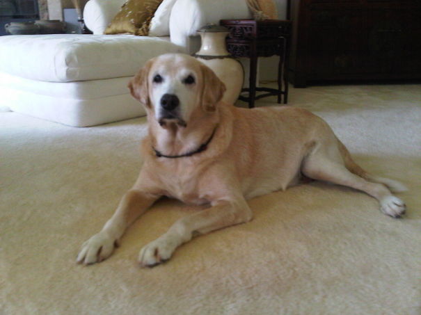 Sam, The Golden Yellow Lab Rescue And The Sweetest Dog...