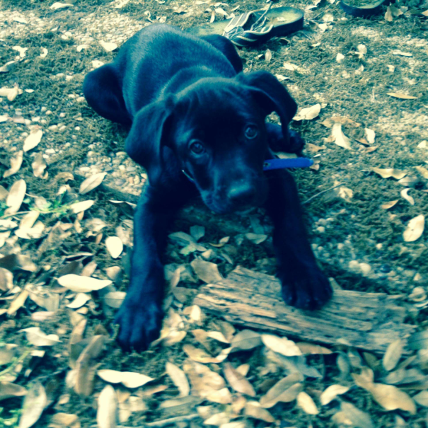 Small black puppy laying on ground 