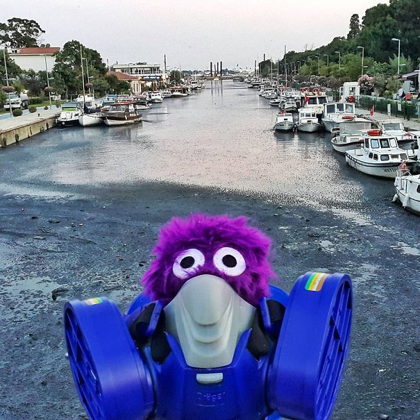 The Cutest Instagram Muppet You Should Definitely Meet