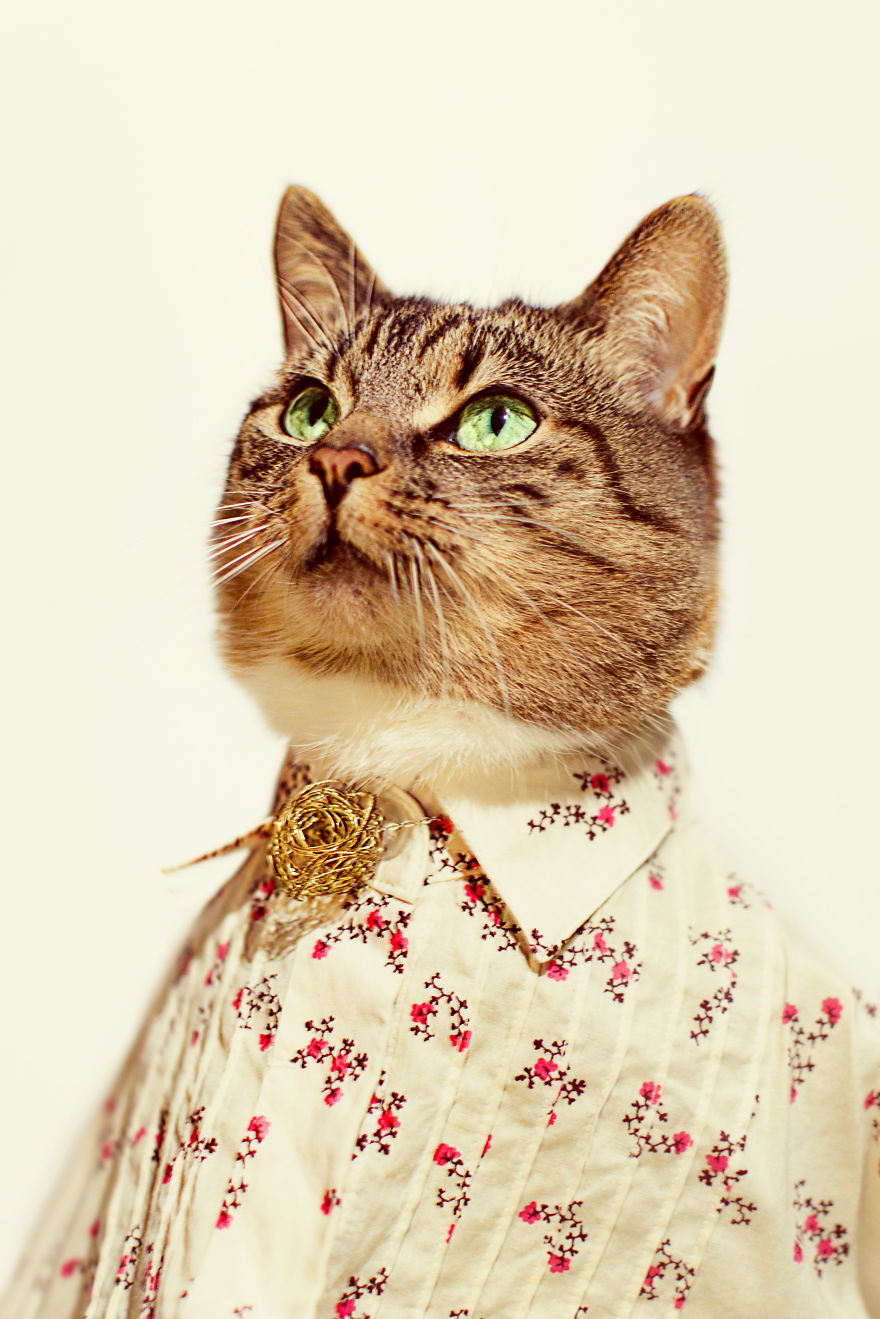 My Cat 'hummus' Has Leukemia And She Is The Queen Of Feline Fashion!