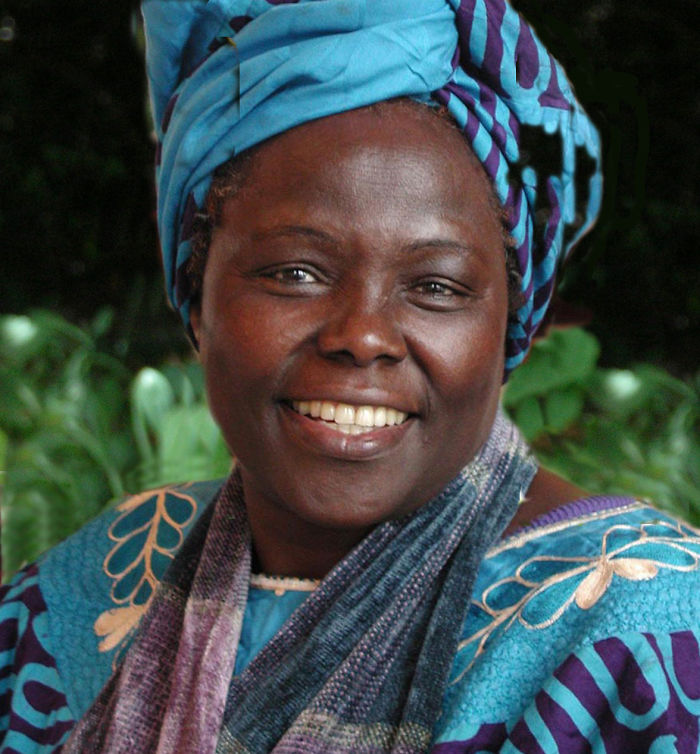 Political Activist Dr. Wangari Maathai Founded The Green Belt Movement, 1977.