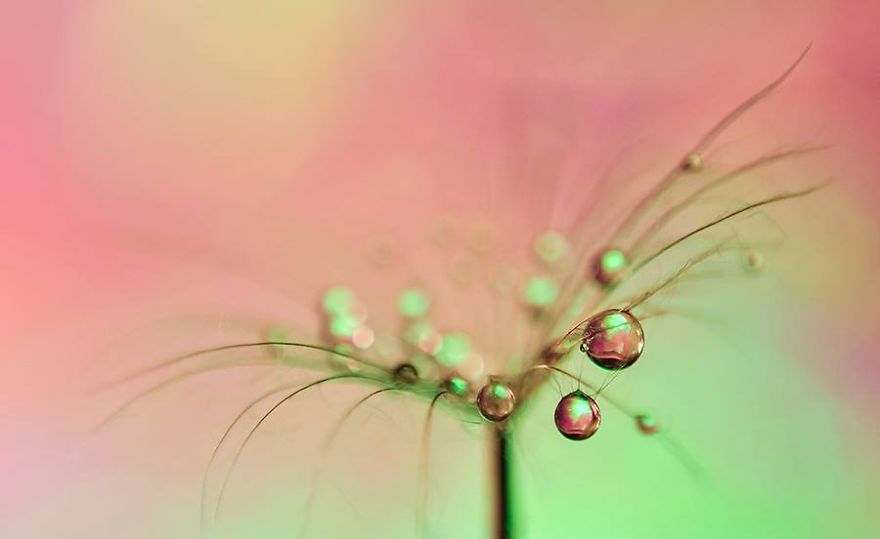 Water Drops Experienced Color Metamorphosis In These Beautiful Macro Images Of Ivelina Blagoeva