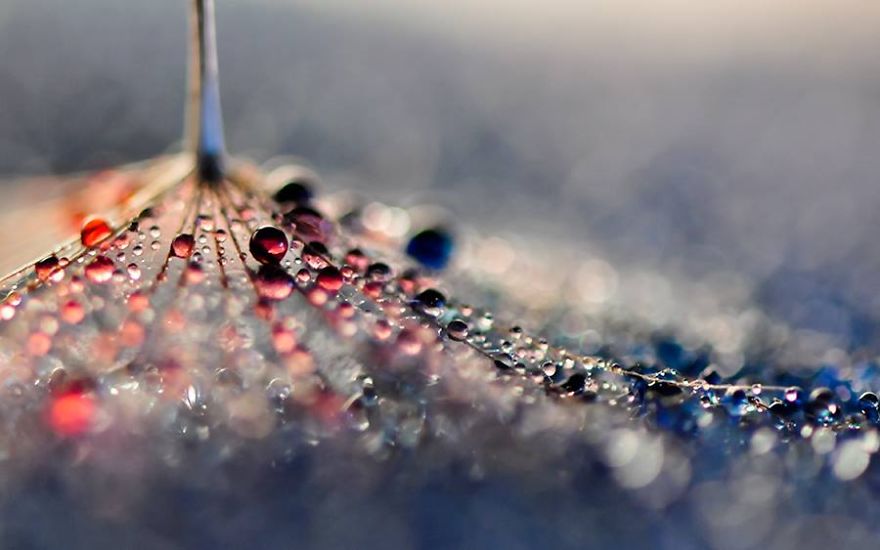 Water Drops Experienced Color Metamorphosis In These Beautiful Macro Images Of Ivelina Blagoeva