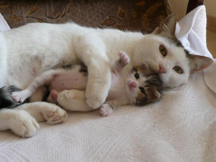 Mama Cat Hugs Her Kitten