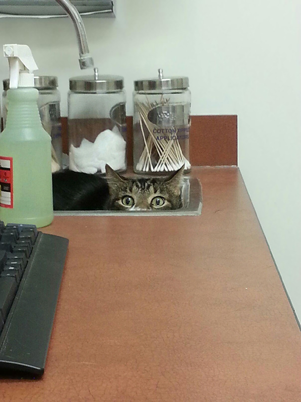My Dad's 20 Lb Cat Hiding From The Vet