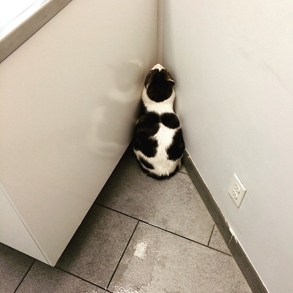 This Cat Trying To Find An Escape