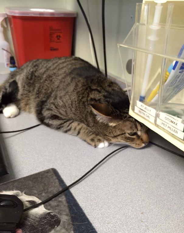 Took My Cat To The Vet Today. This Was The Best Hiding Place He Could Find