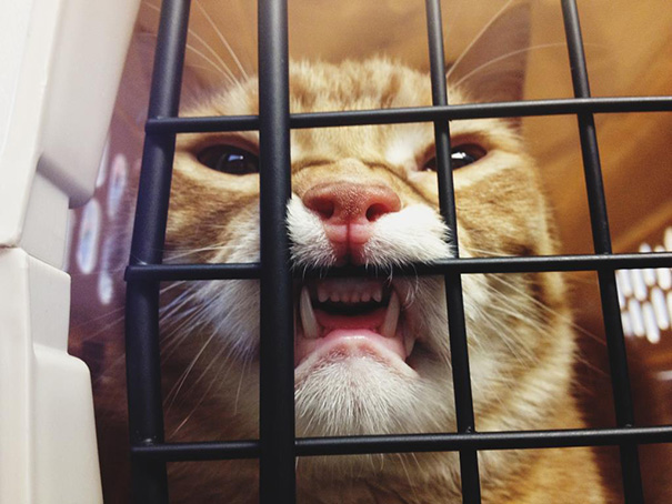 Harvey Went To The Vet. Harvey Is Not Pleased With Your Actions