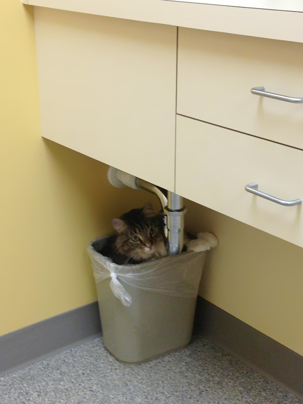 My Cat Was Afraid Of The Vet, So He Hid