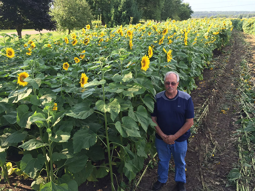 Man Plants 400 Acres Of Sunflowers To Honour Wife Lost To Cancer. Sells Seeds To Fund Cancer Research