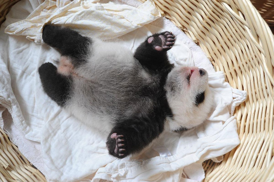 Panda Babies Sleeping In Baskets Make Their First Public Appearance At Chinese Panda Breeding Center