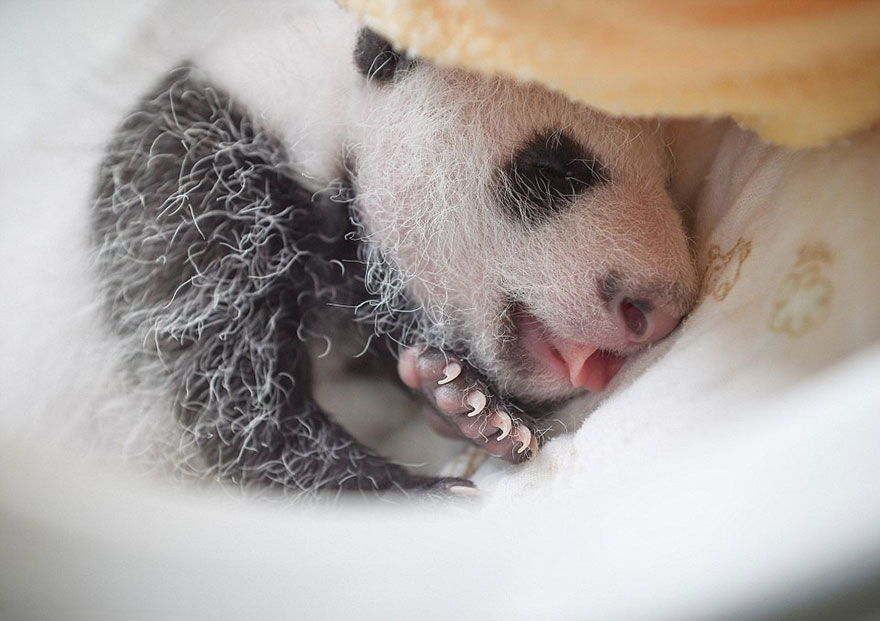 Panda Babies Sleeping In Baskets Make Their First Public Appearance At Chinese Panda Breeding Center