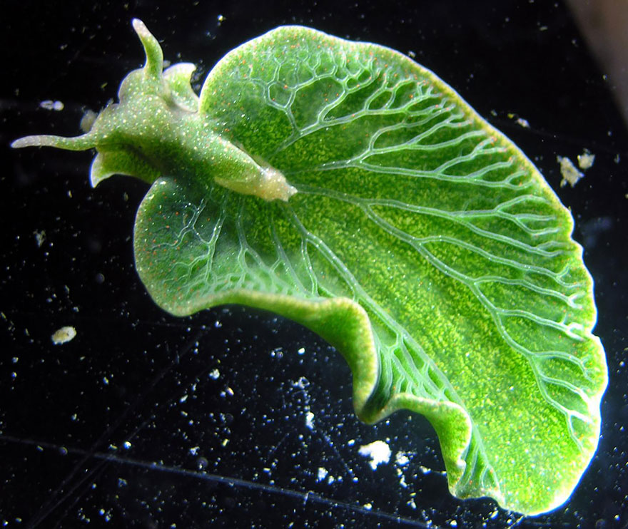 Leaf Slug (Elysia Chlorotica)