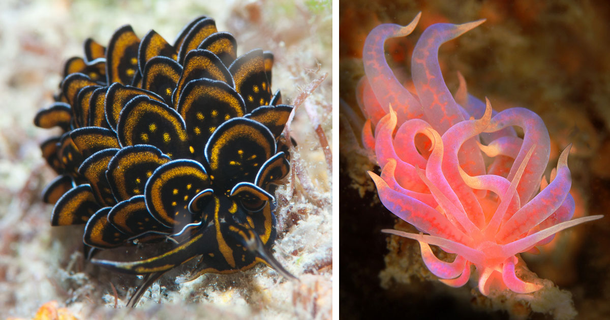 beautiful-unusual-sea-slugs-fb-2.jpg